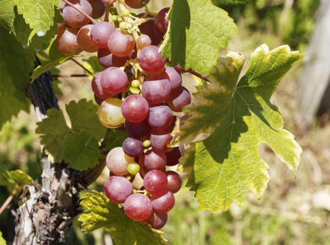 0043_Wein_Nemea_Schöne Aussichten Touristik